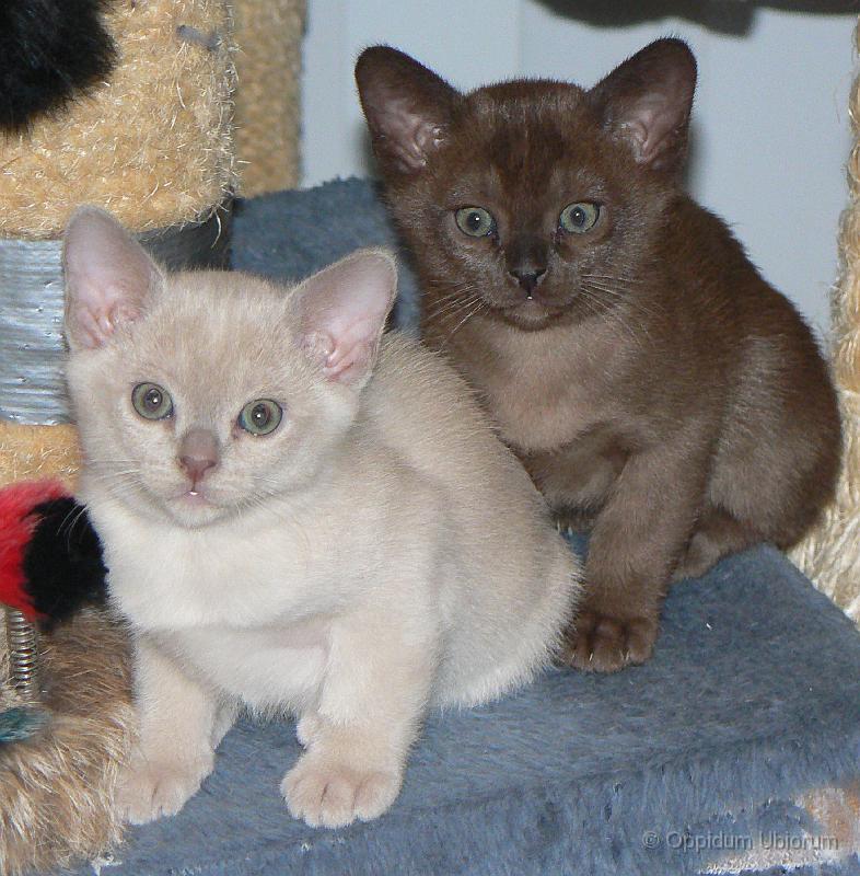 P1090625 purdey en perdita.jpg